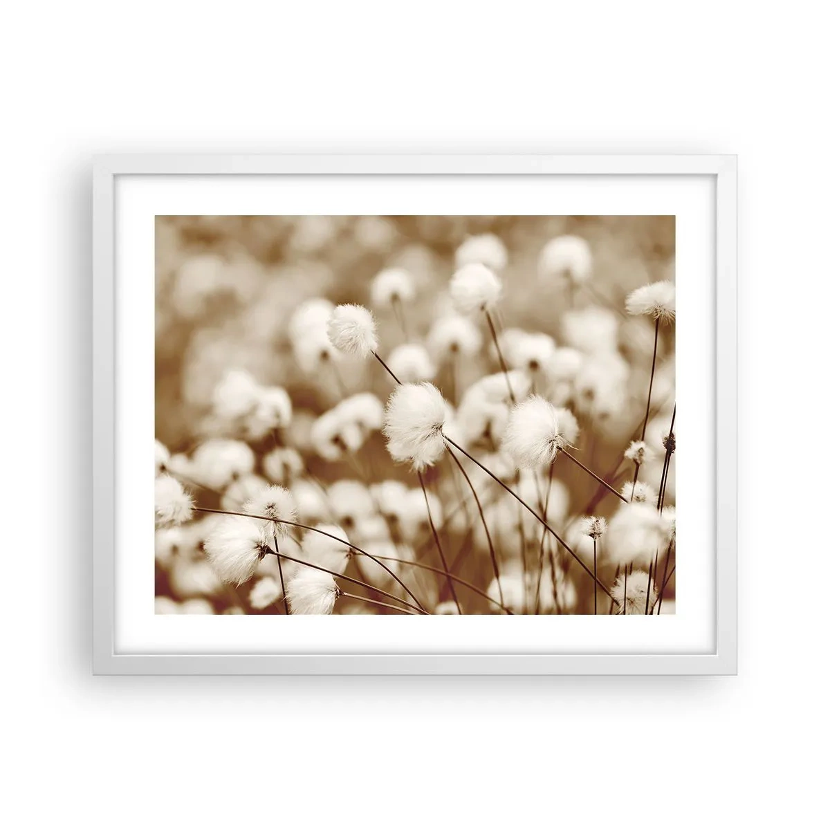 Plakat w białej ramie - Puszysty łan - 50x40 cm