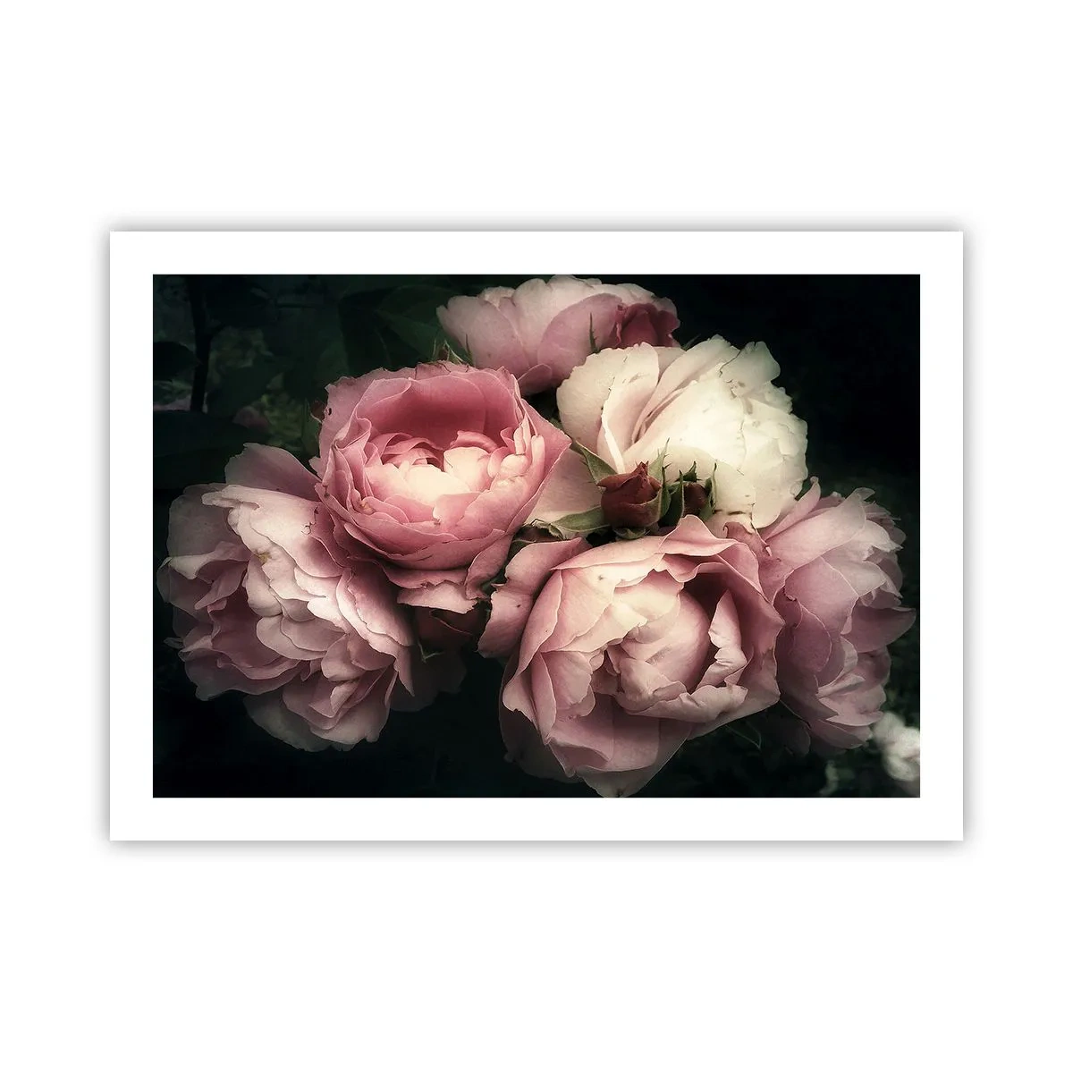 Plakat - Czar belle epoque - 70x50 cm