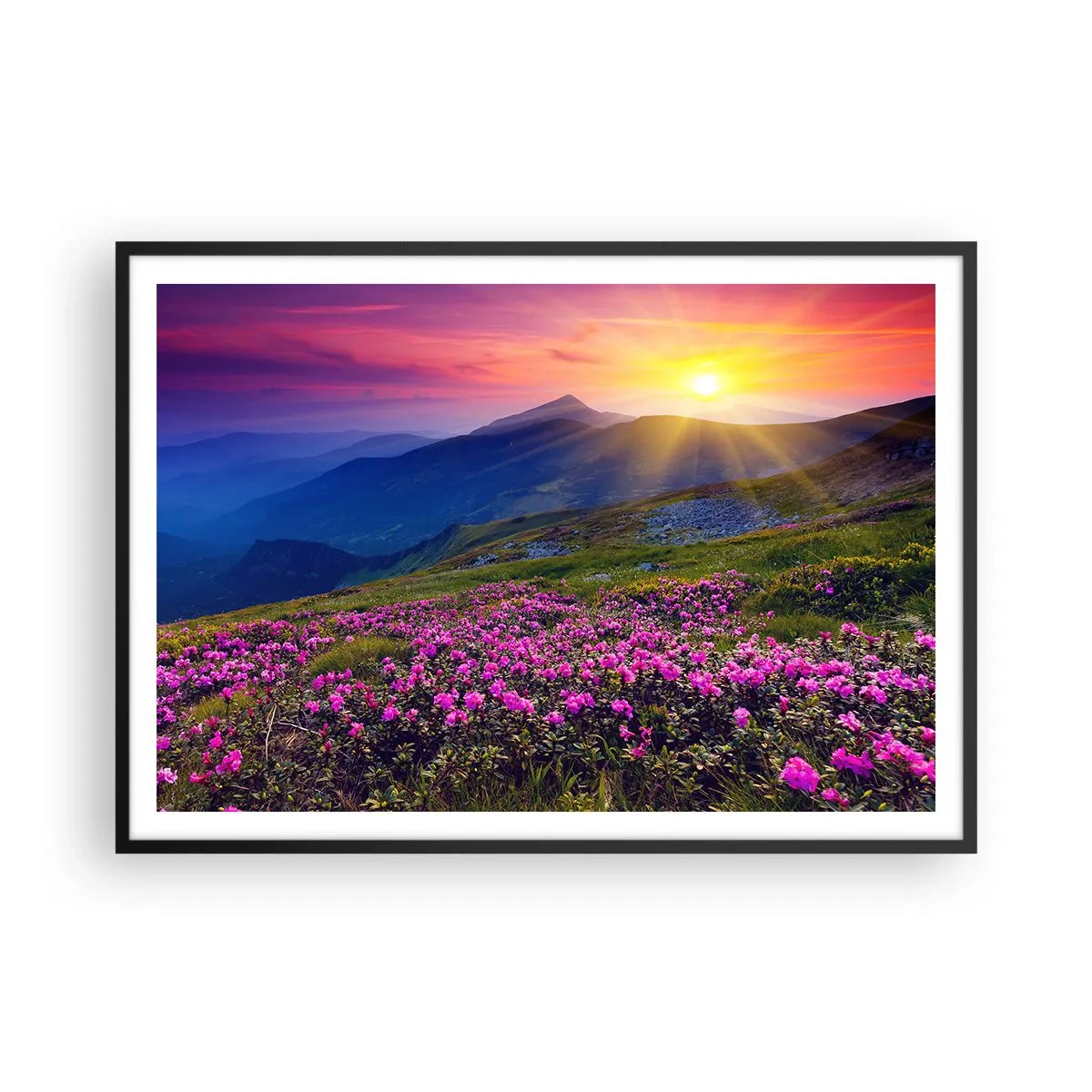 Plakat w czarnej ramie - Kwitnąca łąka z widokiem na góry podczas zachodu słońca - 100x70cm - … A dokoła pachnie kosodrzewina i wonieją zioła - Nowoczesna dekoracja ścienna do salonu i sypialni ARTTOR