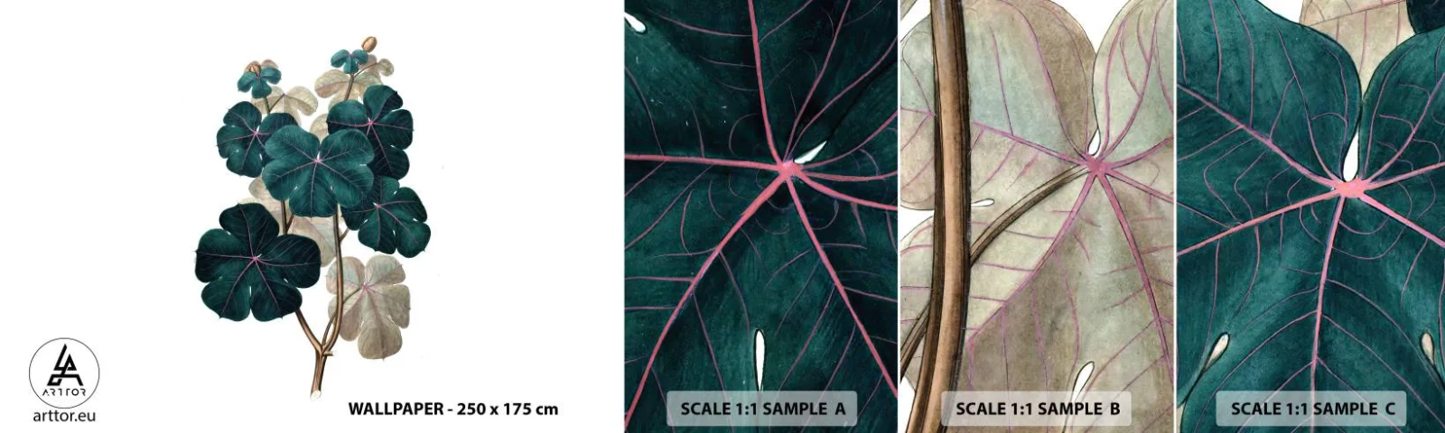 Fototapeta Próbka Standard Eco - Ze starego zielnika - Roślina, Liście, Botanika - 100x30 cm