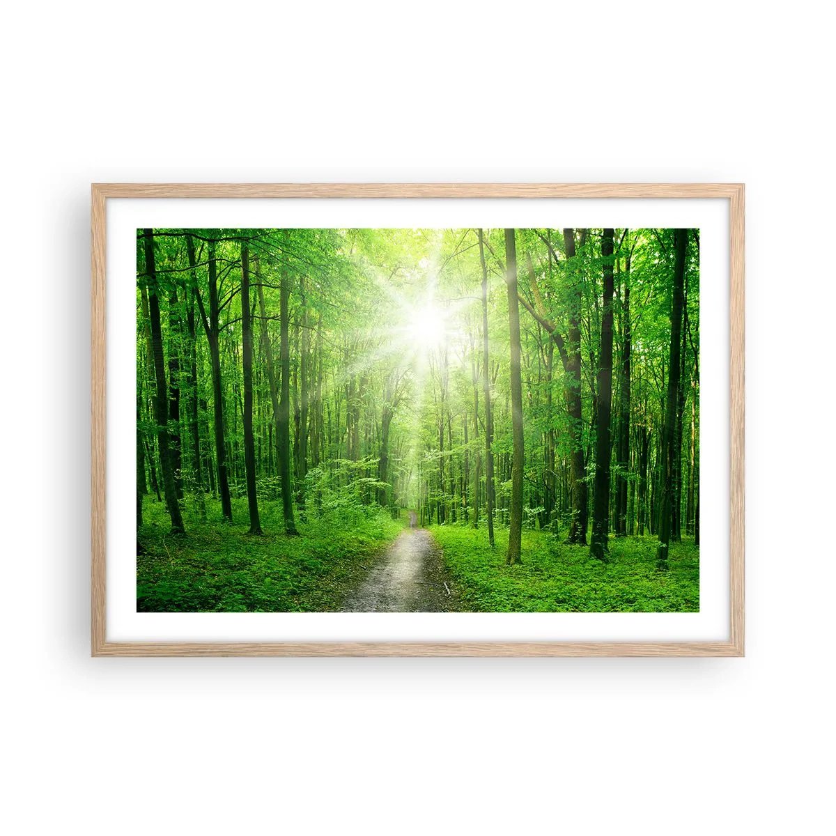 Plakat w ramie jasny dąb - Zielona katedra - 70x50 cm