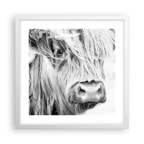 Plakat w białej ramie - Szkocka dzikość - 40x40 cm