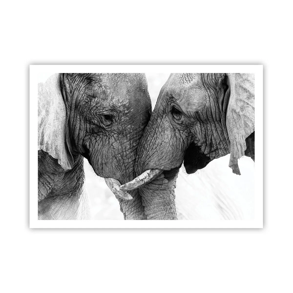 Plakat - Dwa słonie w czułym geście na monochromatycznym tle - 100x70cm - Serdeczne wyznanie - Nowoczesna dekoracja ścienna do salonu i sypialni ARTTOR