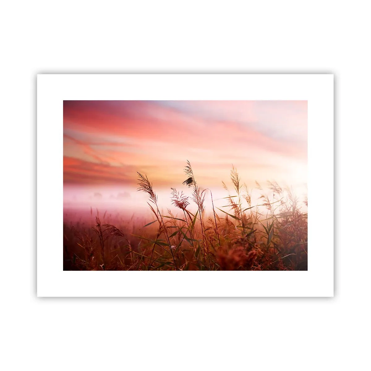 Plakat - Latawce, dmuchawce, wiatr - 40x30 cm