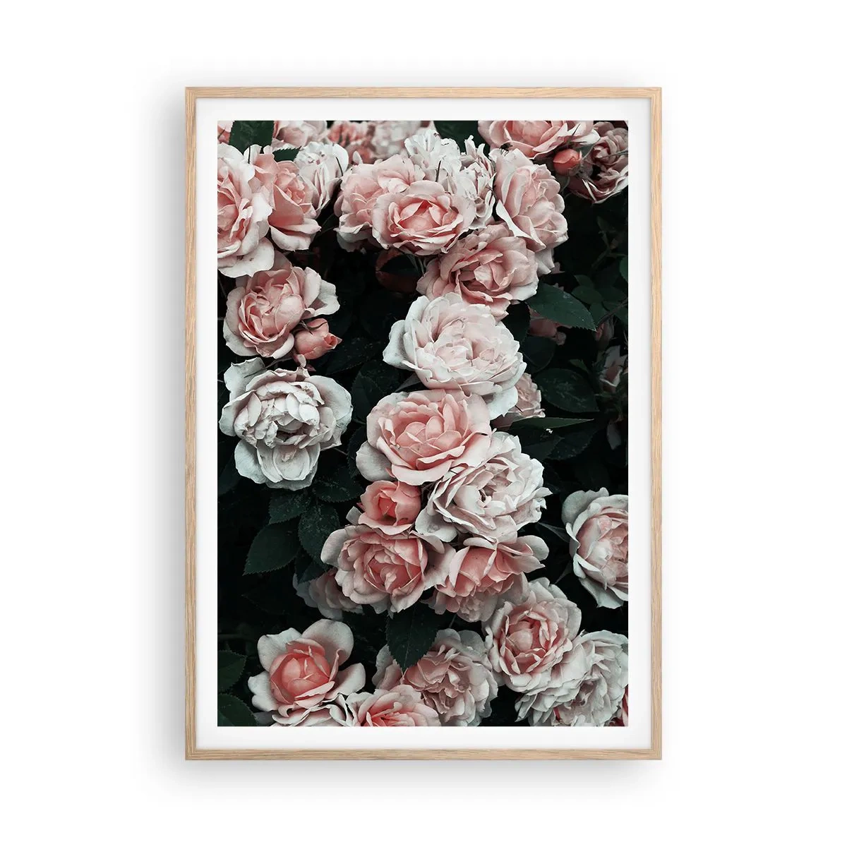 Plakat w ramie jasny dąb - Różany ansamble - 70x100 cm