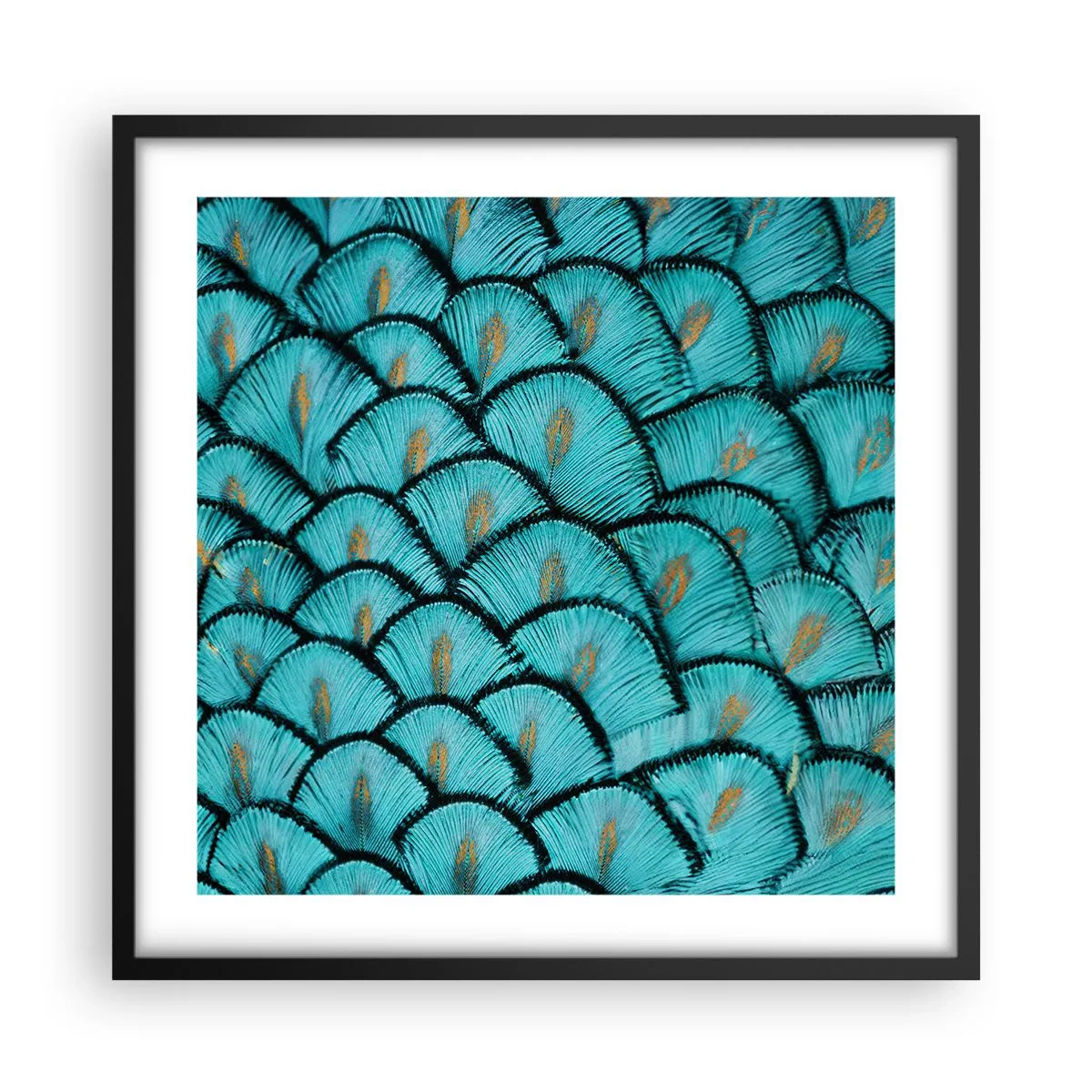 Plakat w czarnej ramie - Wielka gala piór - 50x50 cm