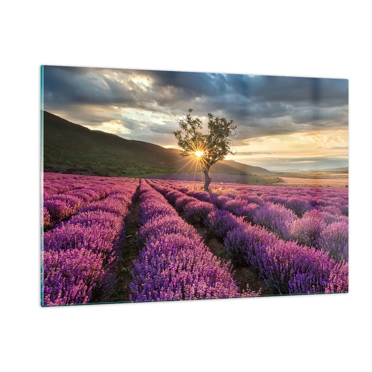 Obraz na szkle - Pole lawendy z samotnym drzewem w promieniach zachodzącego słońca - 120x80cm - Aromat w kolorze lila - Nowoczesna dekoracja ścienna do salonu, kuchni i sypialni ARTTOR