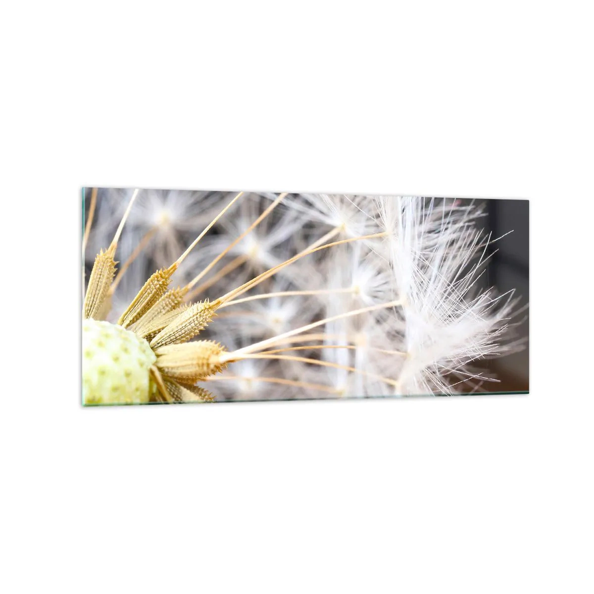 Obraz na szkle - Makrofotografia dmuchawca z delikatnymi nasionami - 120x50cm - Tuż przed odlotem - Nowoczesna dekoracja ścienna do salonu i sypialni ARTTOR