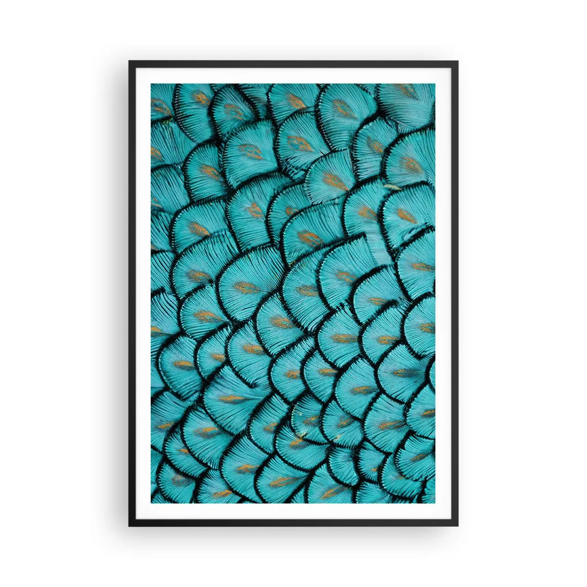 Plakat w czarnej ramie - Wielka gala piór - 70x100 cm