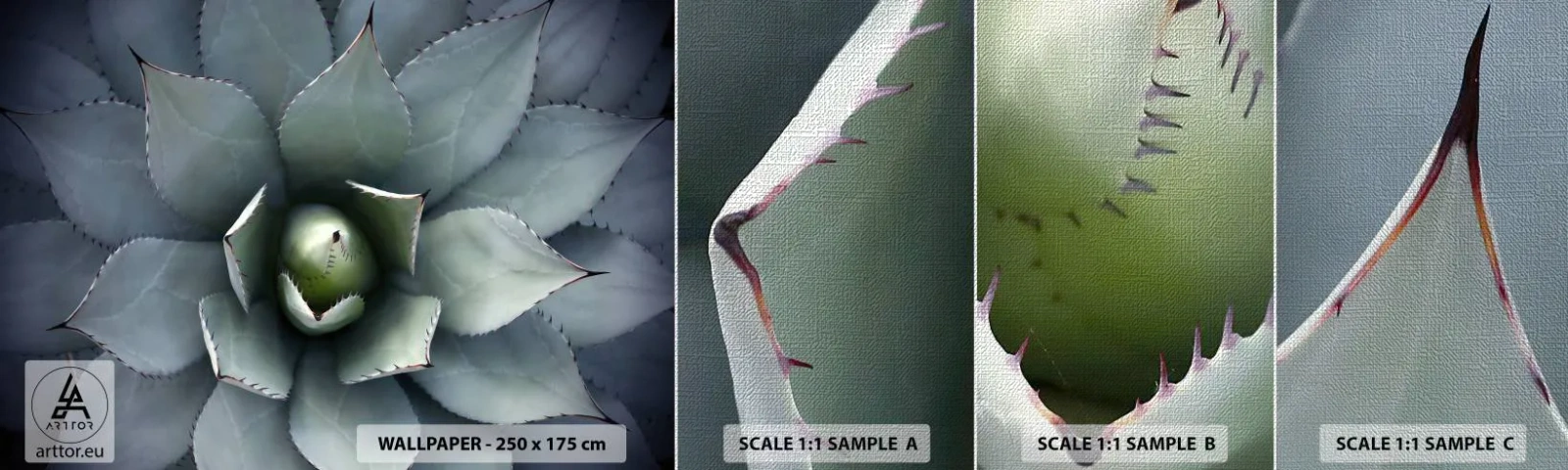 Fototapeta Próbka Premium Canvas - Wabi i przestrzega - Kwiat Agawy, Agawa, Egzotyka - 100x30 cm