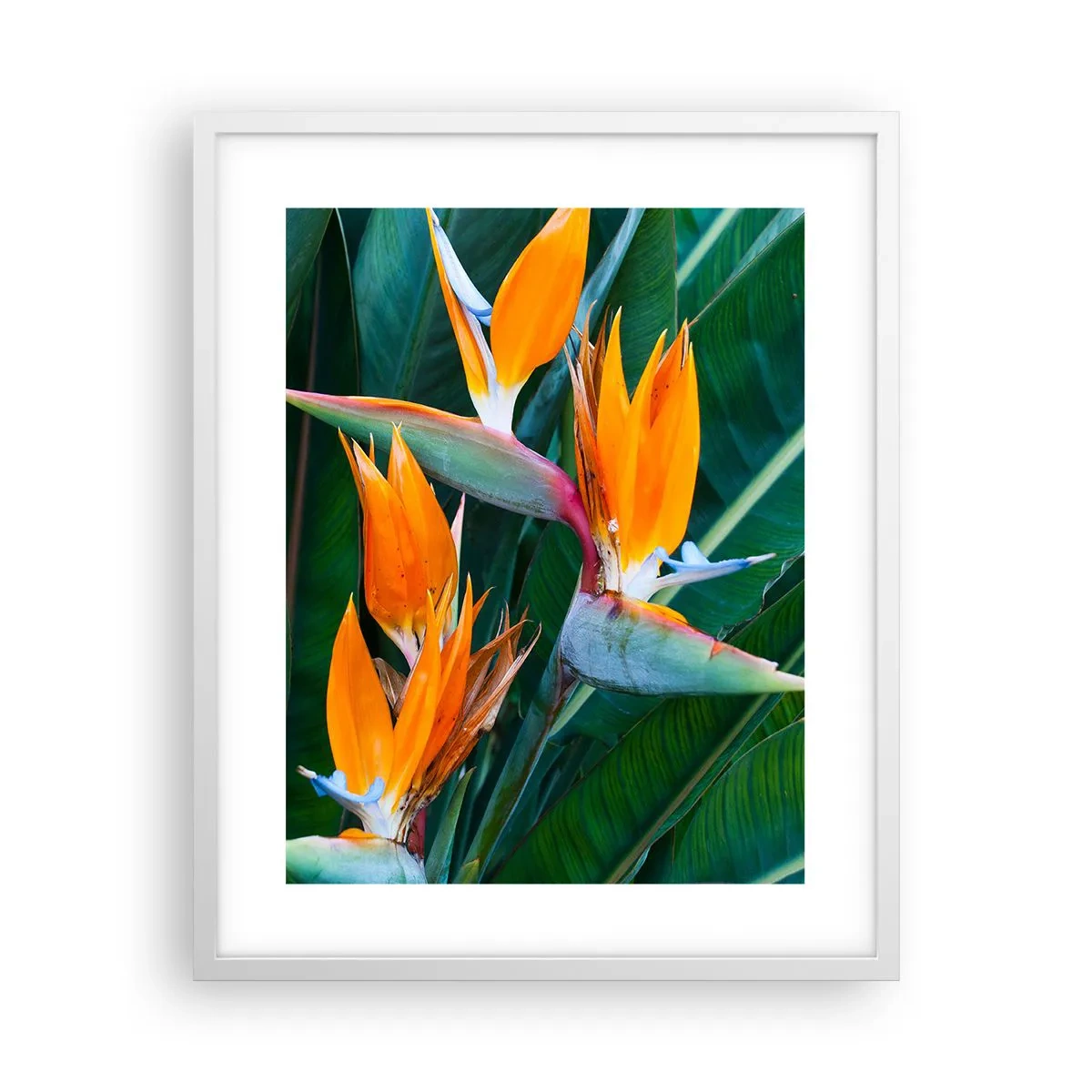 Plakat w białej ramie - Czy to kwiat, czy to ptak? - 40x50 cm