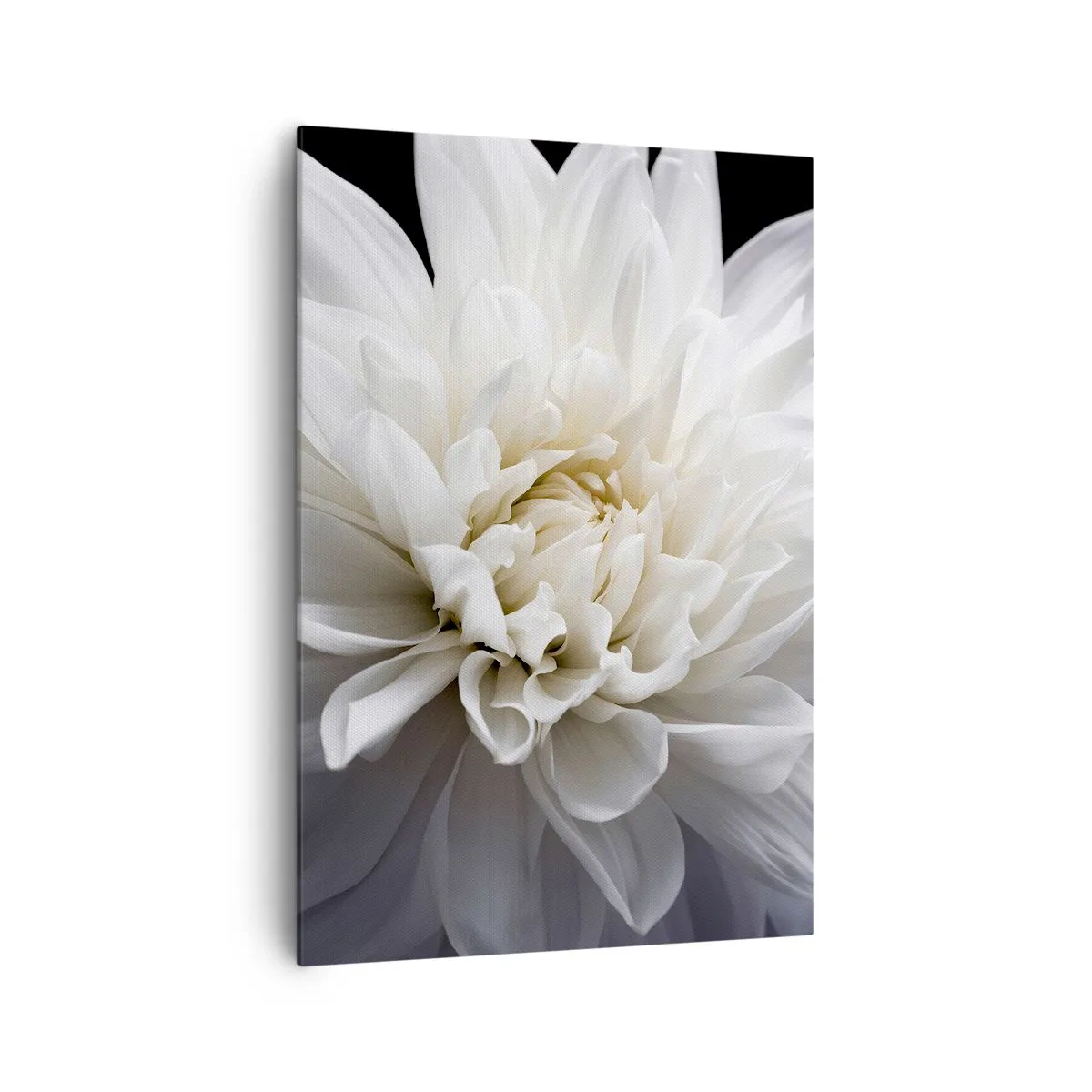 Obraz na płótnie - Delikatny biały kwiat na czarnym tle w eleganckiej kompozycji - 70x100cm - Poranek Panny Młodej - Nowoczesna dekoracja ścienna do salonu i sypialni ARTTOR