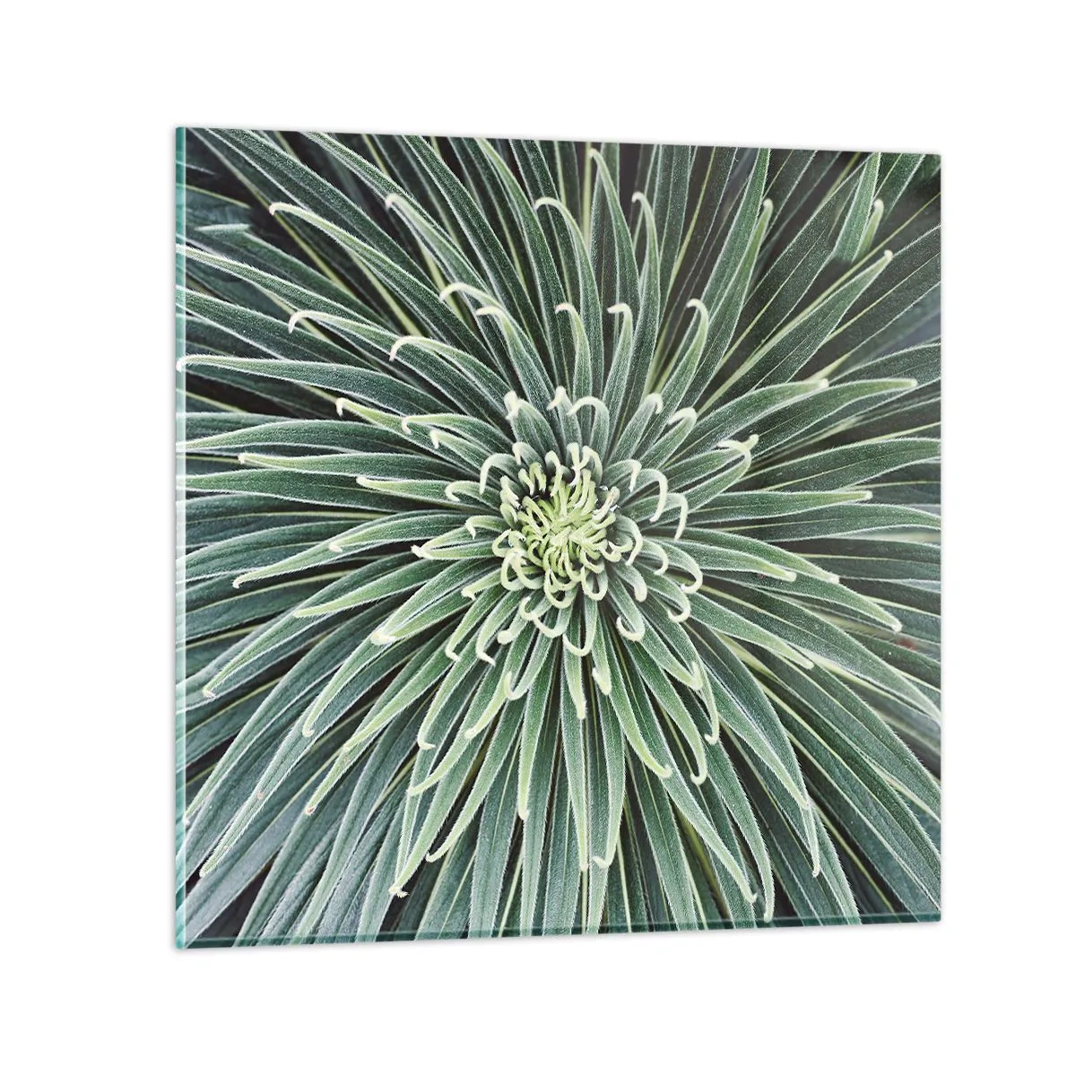 Obraz na szkle - Narodziny gwiazdy - 70x70 cm