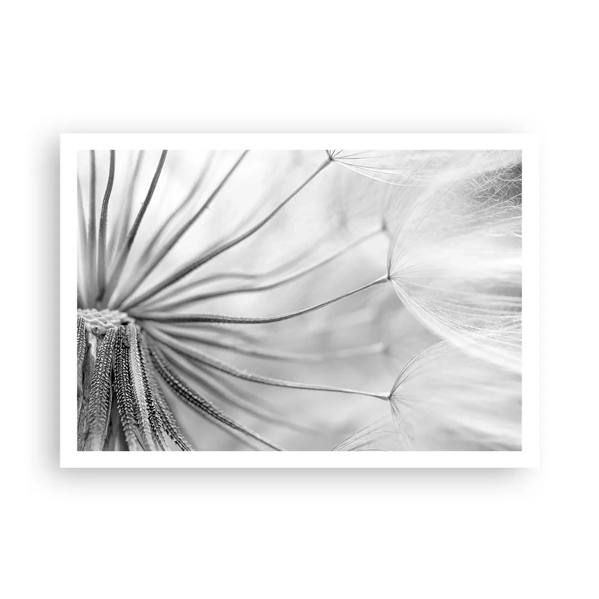 Plakat - Delikatne dmuchawce w czarno-białej tonacji - 100x70cm - Dmuchawce, latawce - Nowoczesna dekoracja ścienna do salonu i sypialni ARTTOR