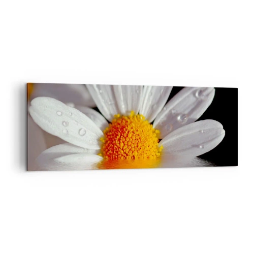 Obraz na płótnie - Biała stokrotka z kroplami wody zanurzona w odbiciu na wodzie - 140x50cm - Wschodzące słońce margaretki - Nowoczesna dekoracja ścienna do salonu i sypialni ARTTOR