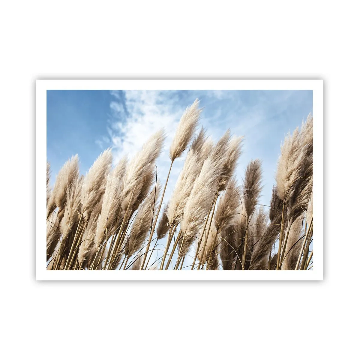 Plakat - Delikatne trawy pampasowe na tle błękitnego nieba z lekkimi chmurami - 100x70cm - Słoneczna i wietrzna pieszczota - Nowoczesna dekoracja ścienna do salonu i sypialni ARTTOR