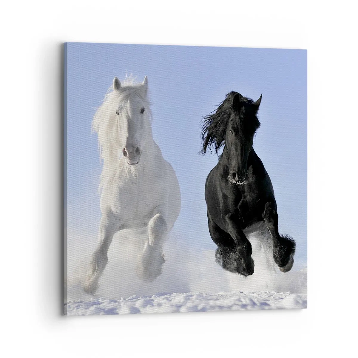 Obraz na płótnie - Czarno-biały galop - 70x70 cm