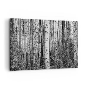 Obraz na płótnie - Czarno-białe brzozy w lesie - 120x80cm - Brzozowa kolumnada - Nowoczesna dekoracja ścienna do salonu, kuchni i sypialni ARTTOR