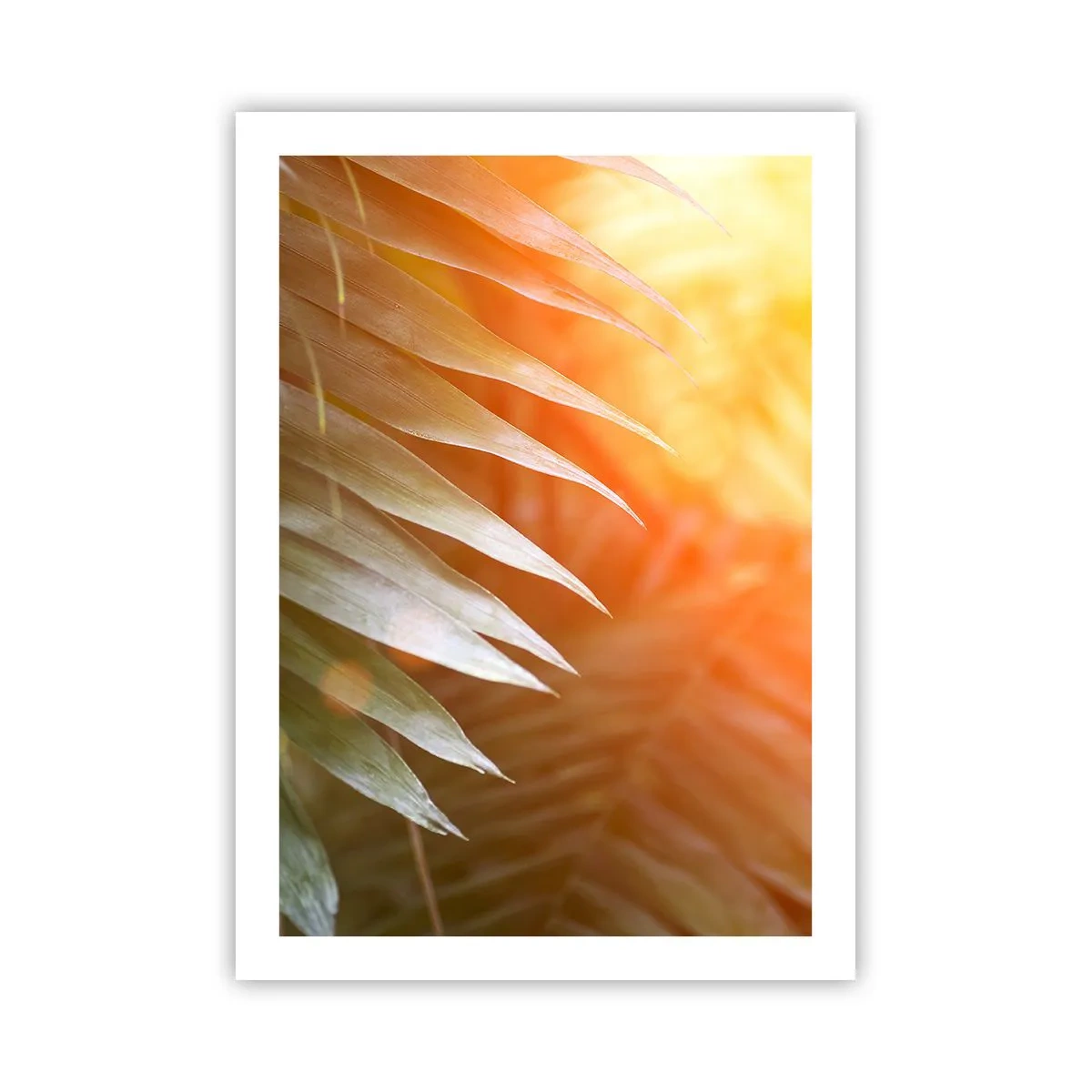 Plakat - Liście palmowe w świetle zachodzącego słońca - 50x70cm - Poranek w dżungli - Nowoczesna dekoracja ścienna do salonu, kuchni i sypialni ARTTOR