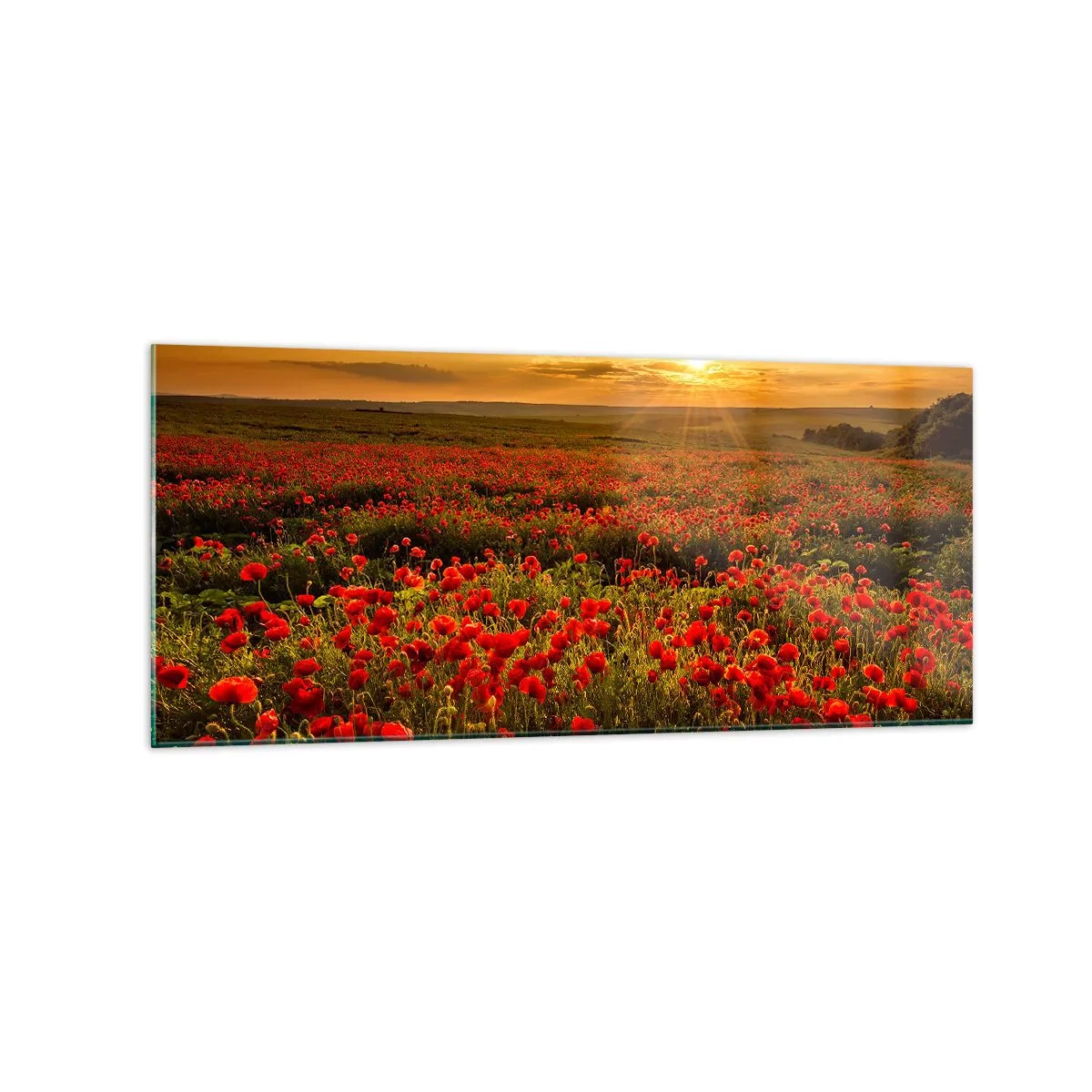Obraz na szkle - Pole czerwonych maków w blasku zachodzącego słońca - 120x50cm - Wśród fali łąk szumiących, wśród kwiatów powodzi - Nowoczesna dekoracja ścienna do salonu i sypialni ARTTOR