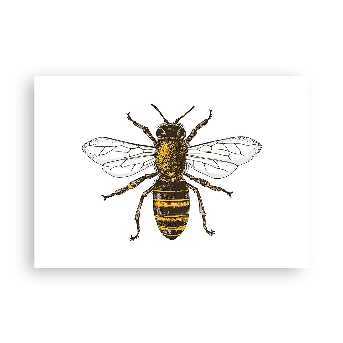 Plakat - Szczegółowa ilustracja pszczoły na białym tle - 100x70cm - Piękna i dobra - Nowoczesna dekoracja ścienna do salonu i sypialni ARTTOR