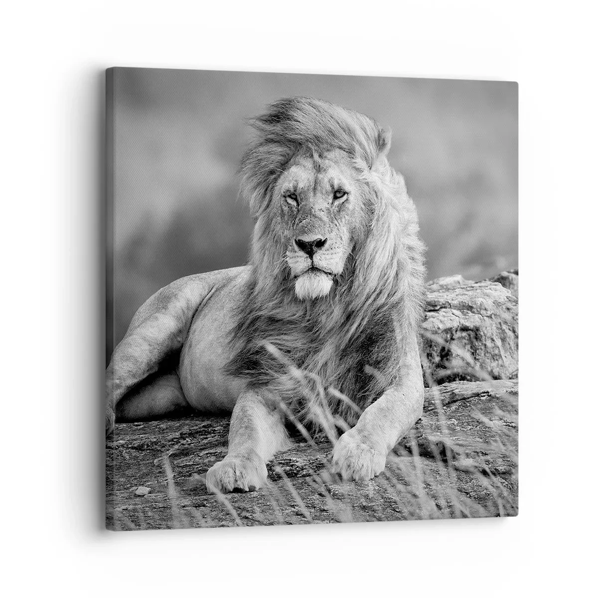 Obraz na płótnie - Królewska sjesta - 30x30 cm