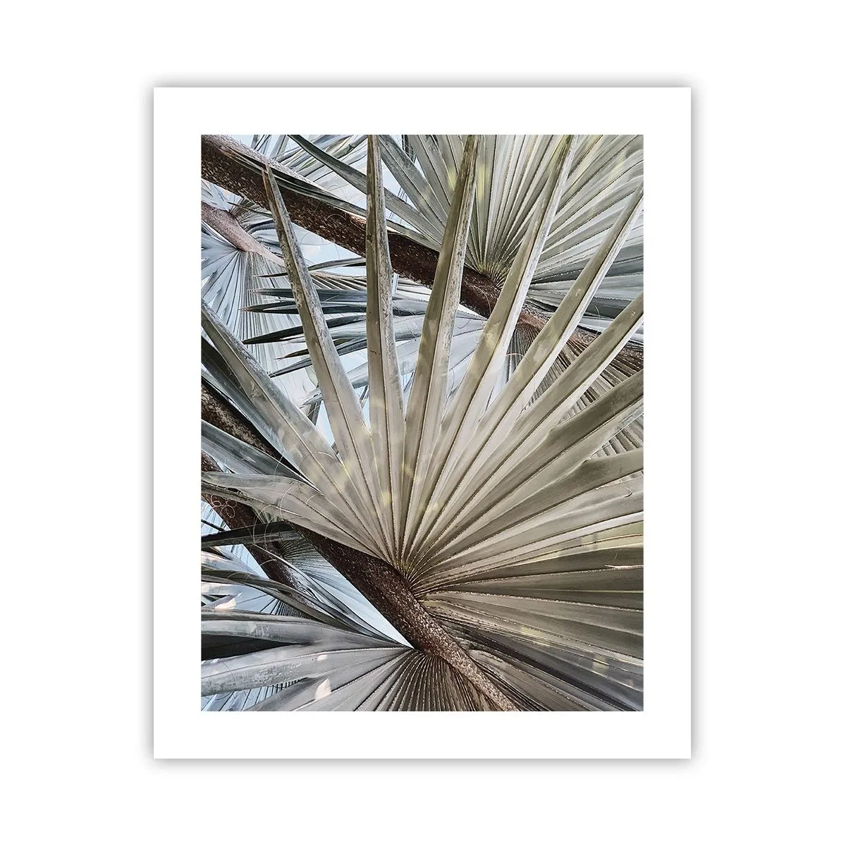 Plakat - Wachlarze w tropikach - 40x50 cm