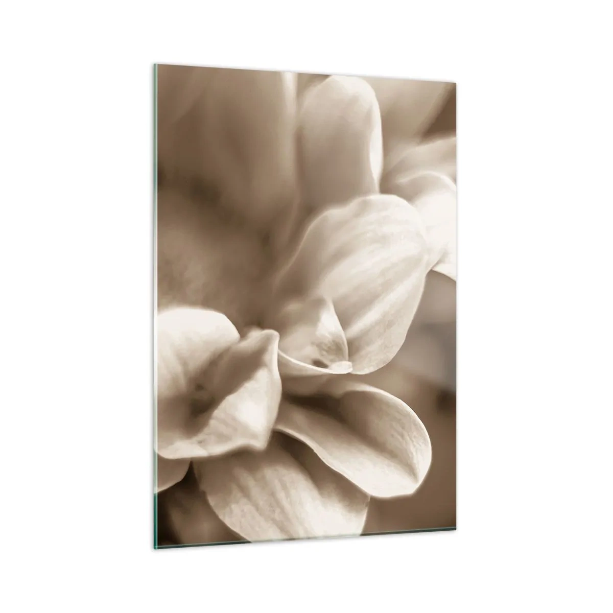 Obraz na szkle - Makrofotografia jasnych płatków kwiatów w sepii - 50x70cm - Łagodne jak uśmiech - Nowoczesna dekoracja ścienna do salonu, kuchni i sypialni ARTTOR