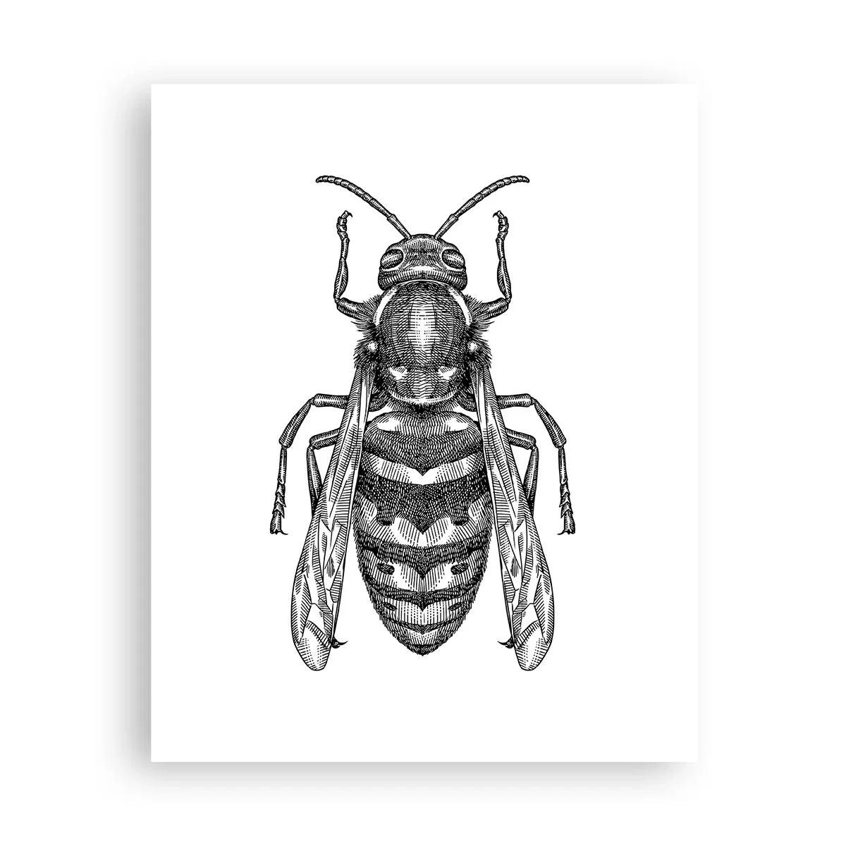 Plakat - Z owadziej planety - 40x50 cm