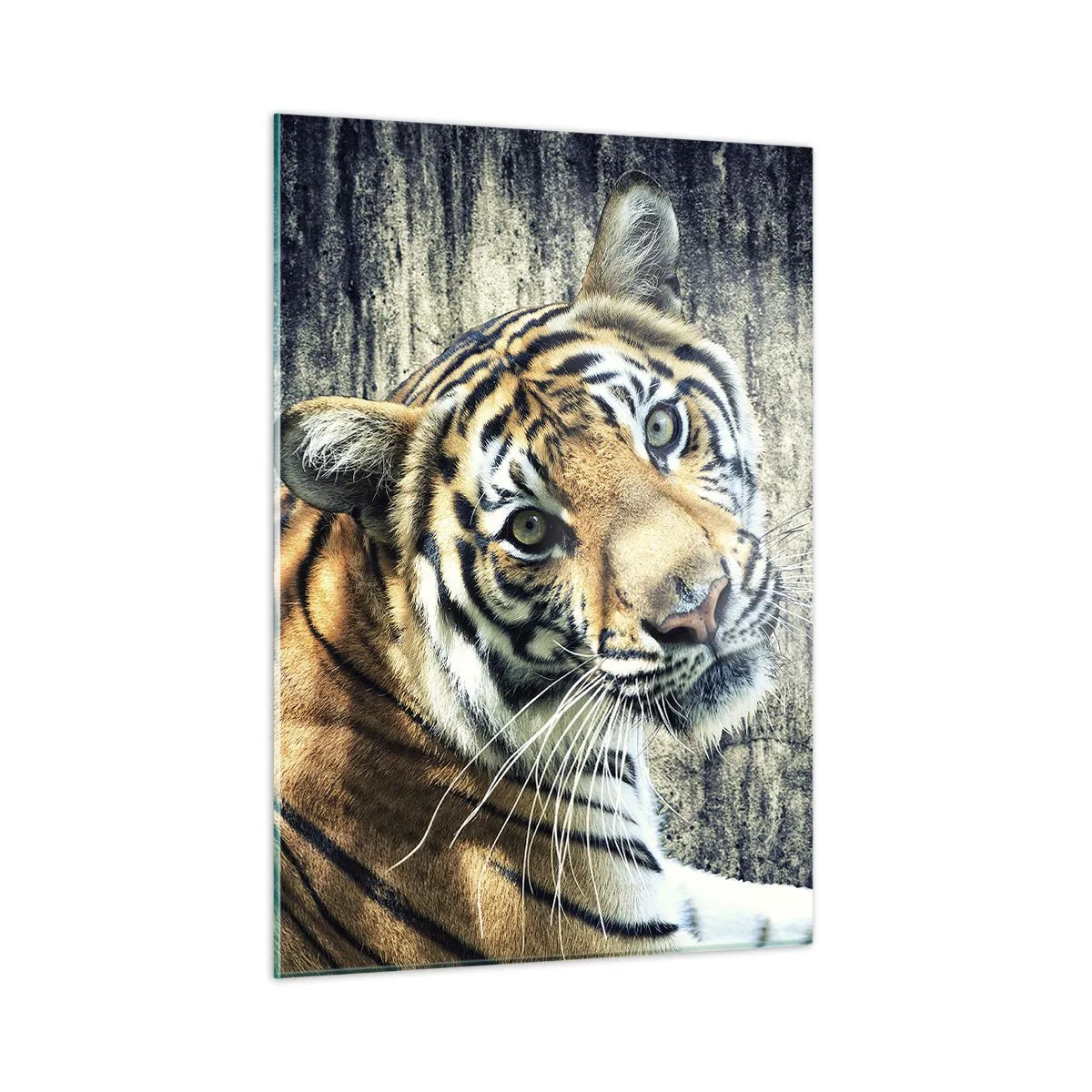 Obraz na szkle - Tygrys w naturalnej pozie na tle surowej ściany - 50x70cm - Portret w strugach światła - Nowoczesna dekoracja ścienna do salonu, kuchni i sypialni ARTTOR
