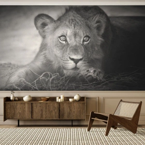 Fototapeta Standard Eco - Królewskie szczenię - Zwierzęta, Lew, Czarno-Biały - 250x175 cm
