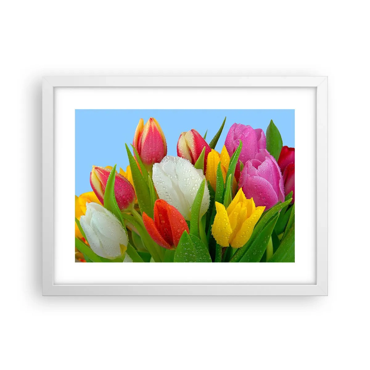 Plakat w białej ramie - Kwiatowa tęcza w kroplach rosy - 40x30 cm