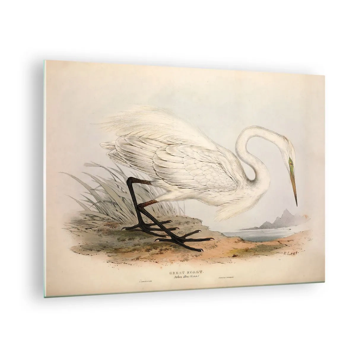 Obraz na szkle - Ilustracja białej czapli w stylu vintage nad brzegiem wody - 70x50cm - Pani na szuwarach - Nowoczesna dekoracja ścienna do salonu i sypialni ARTTOR