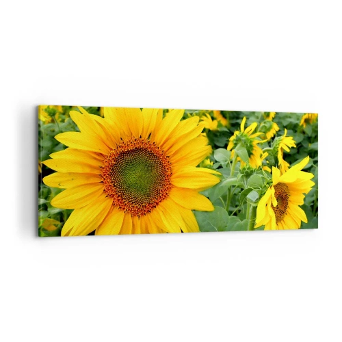 Obraz na płótnie - Pole słoneczników z żółtymi kwiatami na tle zielonych liści - 120x50cm - Rozgorzały setki słońc - Nowoczesna dekoracja ścienna do salonu i sypialni ARTTOR