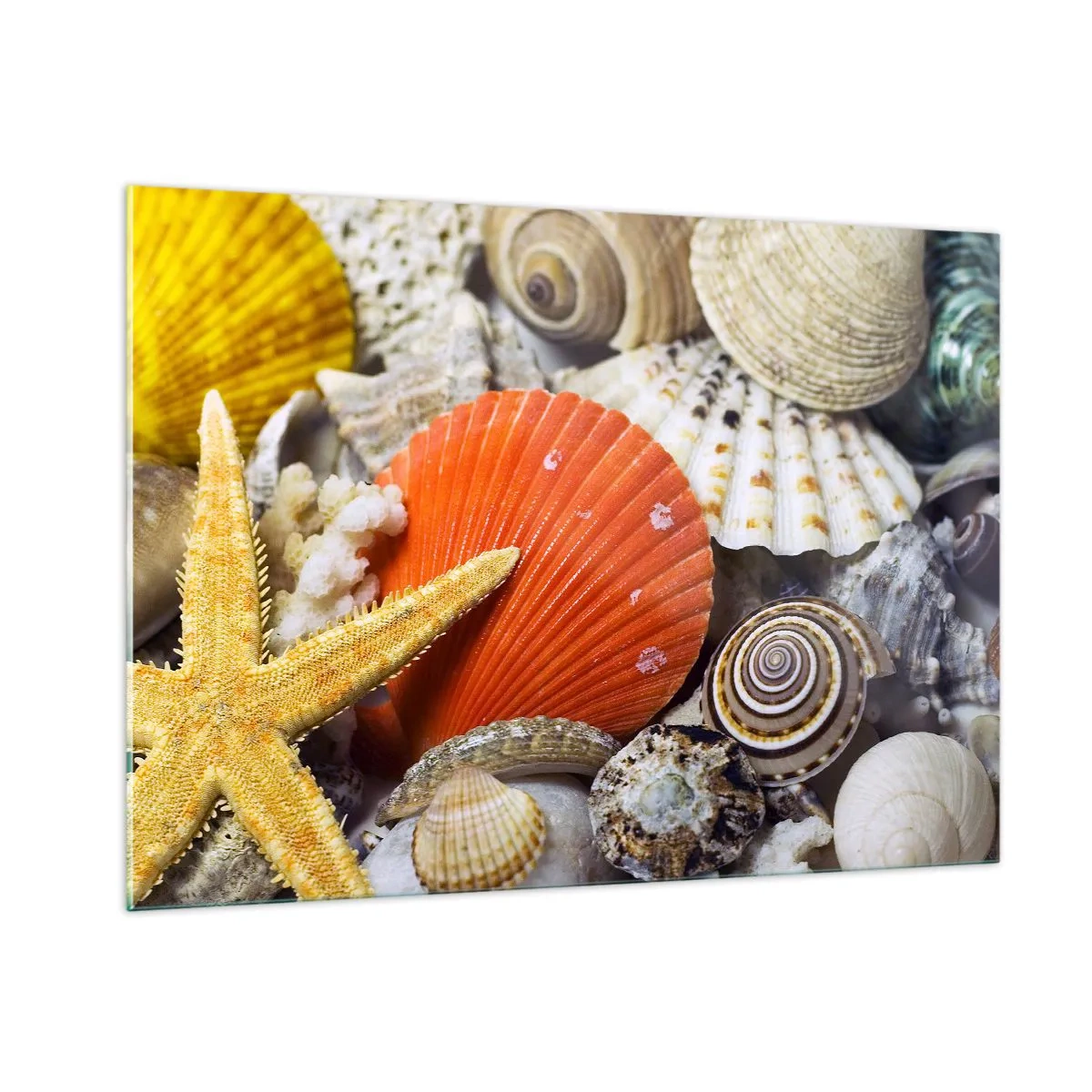 Obraz na szkle - Kolorowe muszle i rozgwiazda w morskiej kompozycji - 100x70cm - Skarby oceanu - Nowoczesna dekoracja ścienna do salonu, kuchni i sypialni ARTTOR