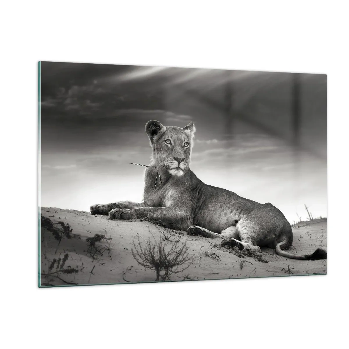 Obraz na szkle - Lewica leżąca na pustyni w czarno-białym kadrze - 120x80cm - Odpoczynek królowej pustyni - Nowoczesna dekoracja ścienna do salonu, kuchni i sypialni ARTTOR