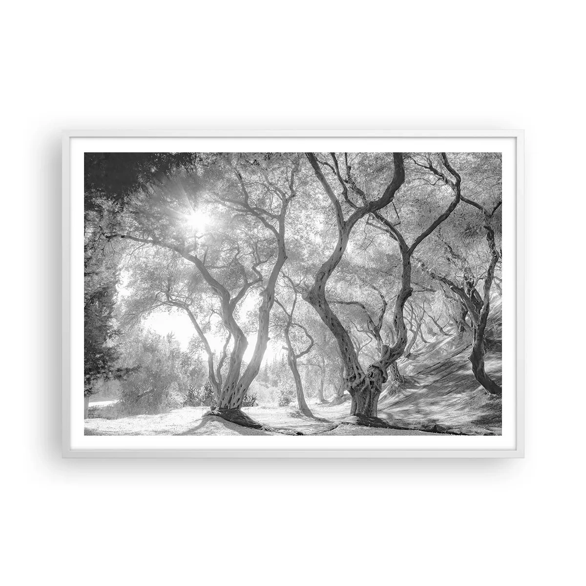 Plakat w białej ramie - W oliwnym gaju - 100x70 cm
