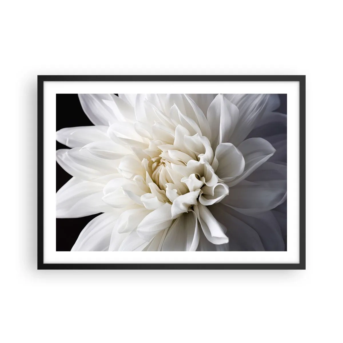 Plakat w czarnej ramie - Delikatny biały kwiat na czarnym tle w eleganckiej kompozycji - 70x50cm - Poranek Panny Młodej - Nowoczesna dekoracja ścienna do salonu i sypialni ARTTOR
