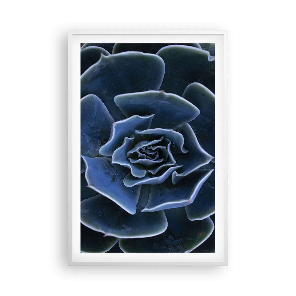 Plakat w białej ramie - Kwiat pustyni - 61x91 cm