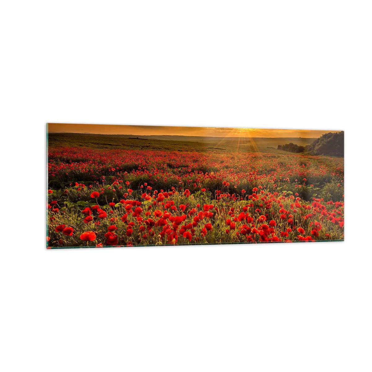 Obraz na szkle - Pole czerwonych maków w blasku zachodzącego słońca - 140x50cm - Wśród fali łąk szumiących, wśród kwiatów powodzi - Nowoczesna dekoracja ścienna do salonu i sypialni ARTTOR