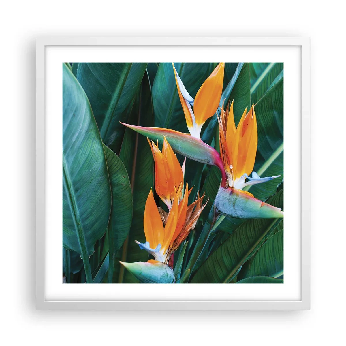 Plakat w białej ramie - Czy to kwiat, czy to ptak? - 50x50 cm