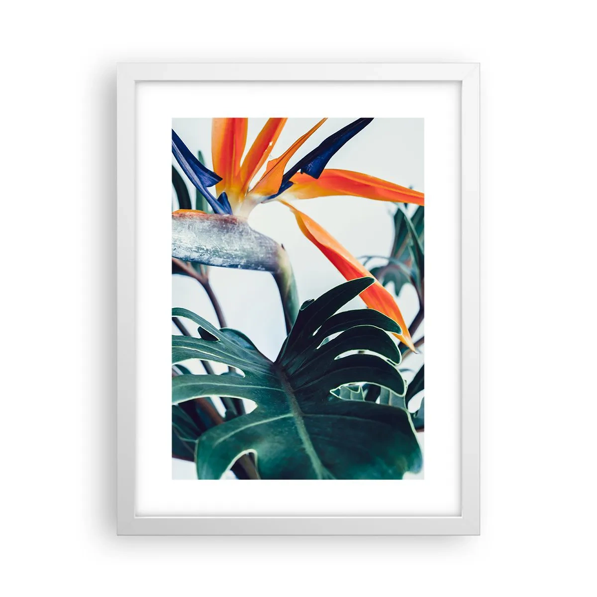 Plakat w białej ramie - Ptakokrzak - 30x40 cm