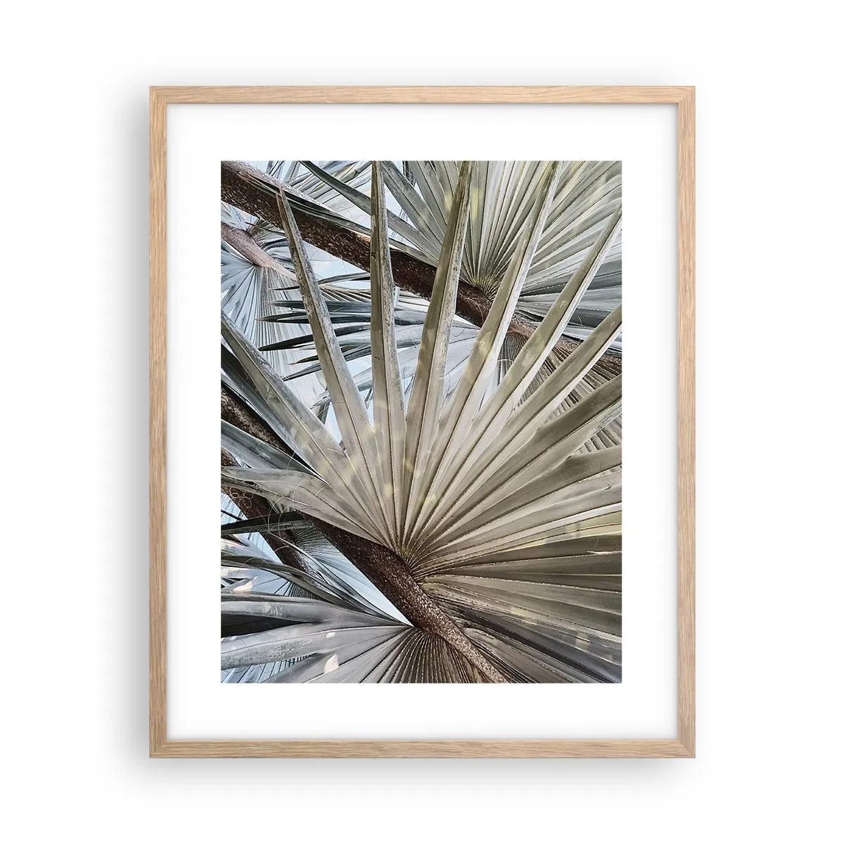 Plakat w ramie jasny dąb - Wachlarze w tropikach - 40x50 cm