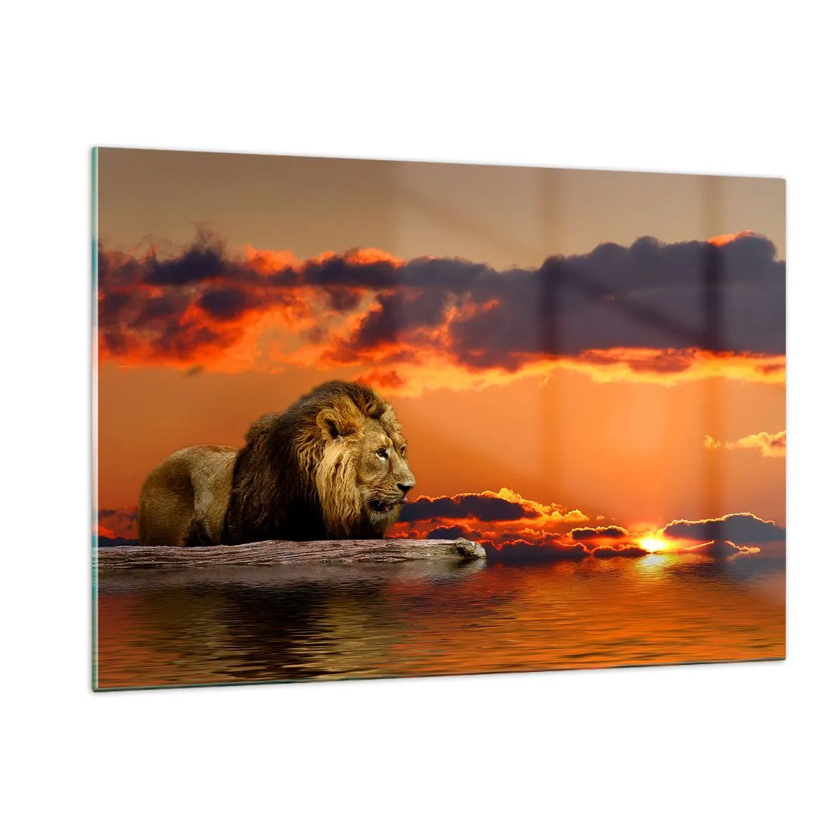 Obraz na szkle - Lew na tle zachodzącego słońca - 120x80cm - Król natury - Nowoczesna dekoracja ścienna do salonu, kuchni i sypialni ARTTOR