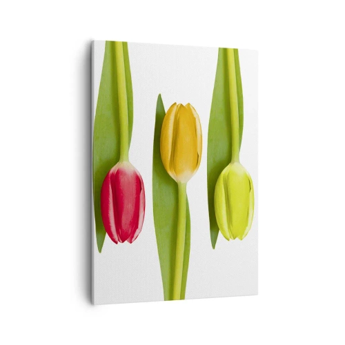 Obraz na płótnie - Trzy kolorowe tulipany na białym tle - 50x70cm - Tęczowa kompozycja - Nowoczesna dekoracja ścienna do salonu, kuchni i sypialni ARTTOR