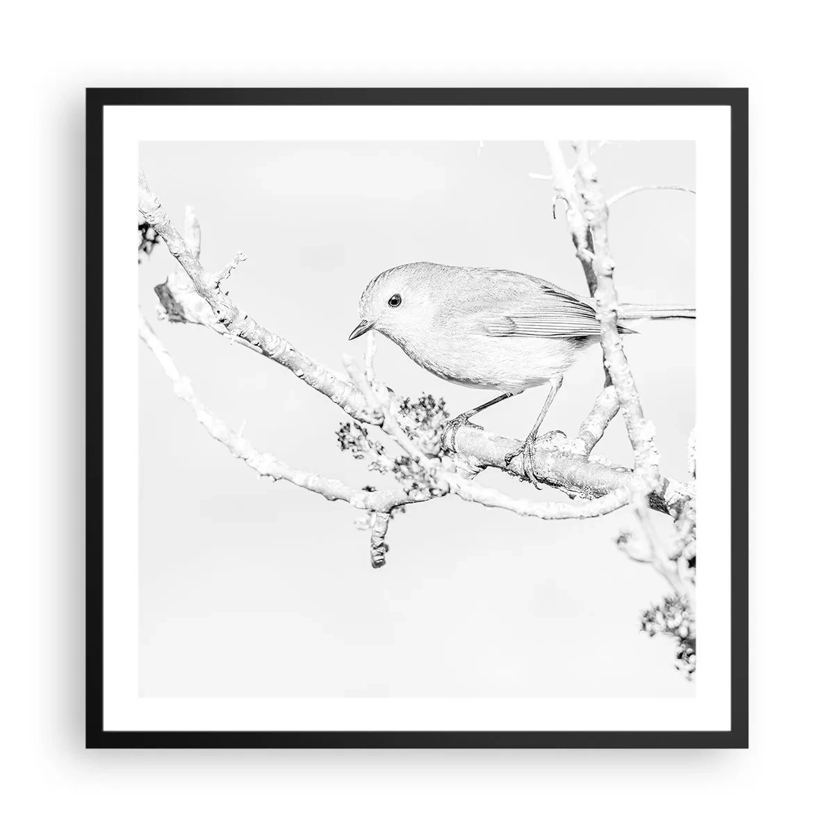 Plakat w czarnej ramie - Zimowy poranek - 60x60 cm