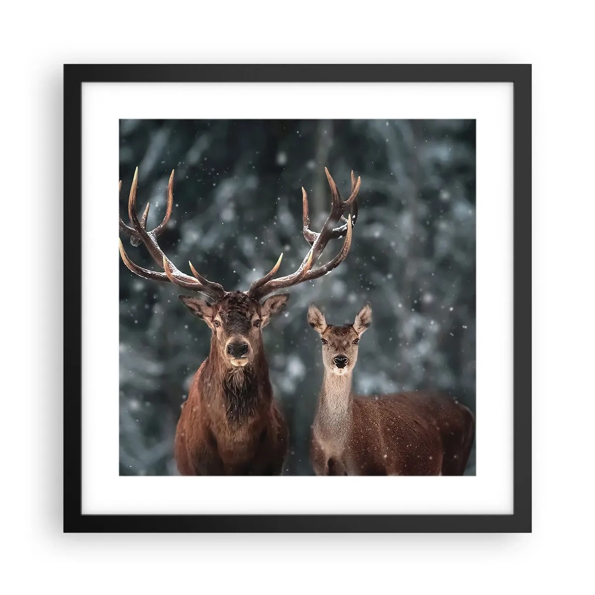 Plakat w czarnej ramie - Pan lasu z małżonką - 40x40 cm