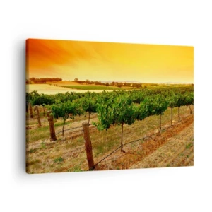 Obraz na płótnie - Winorośle na plantacji przy złotym zachodzie słońca - 70x50cm - Napić się słońca - Nowoczesna dekoracja ścienna do salonu i sypialni ARTTOR