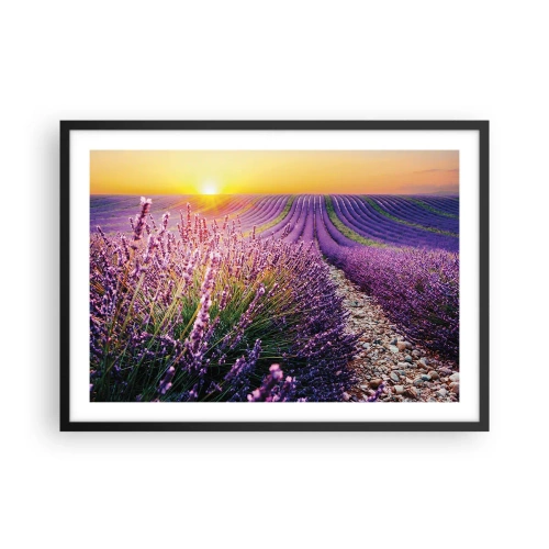 Plakat w czarnej ramie - Pole lawendy o zachodzie słońca - 70x50cm - Pachnący łan - Nowoczesna dekoracja ścienna do salonu i sypialni ARTTOR