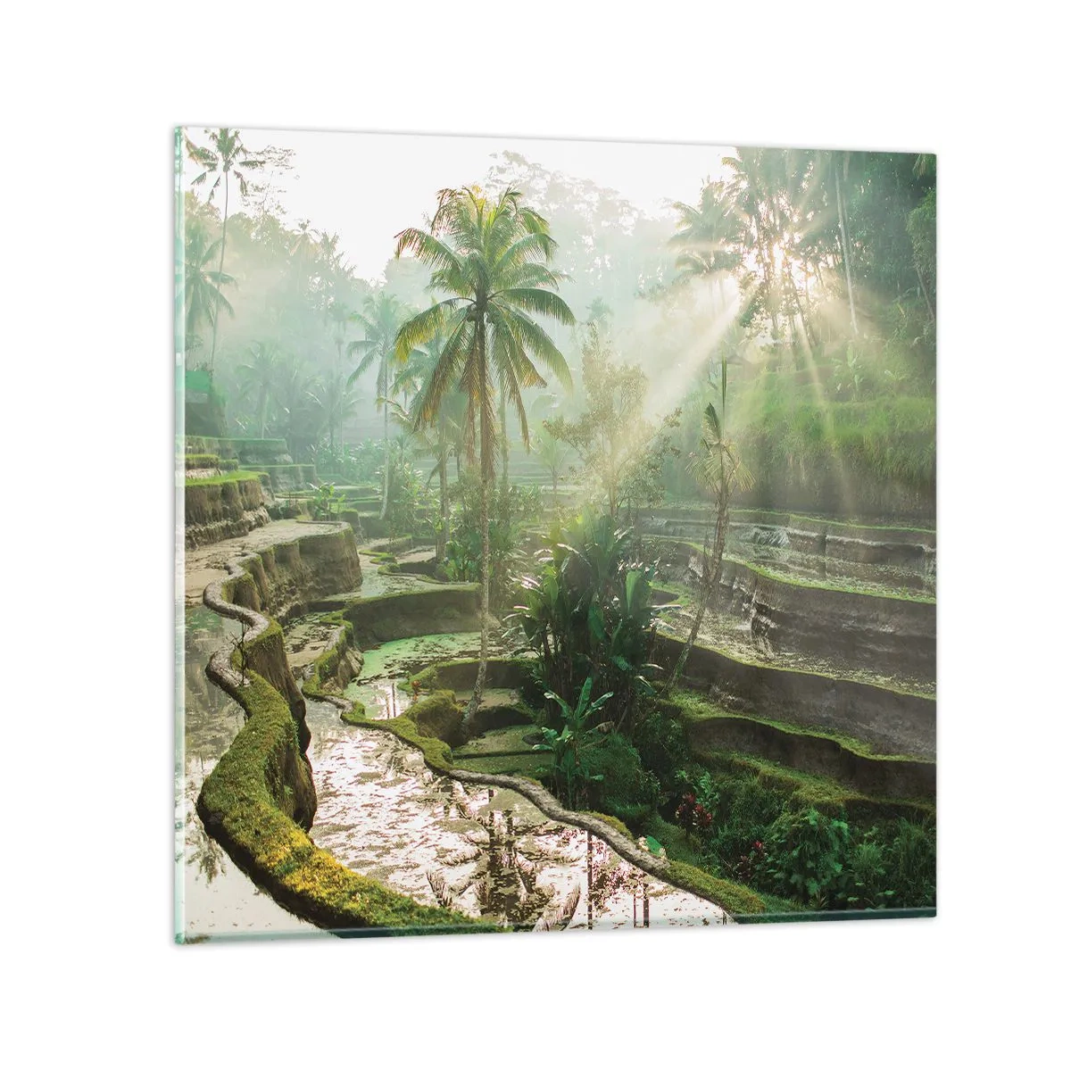 Obraz na szkle - Dorastać w słońcu - 70x70 cm